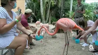 Feeding the Flamingos at the Palm Beach Zoo