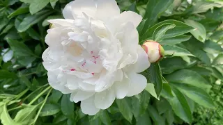 When do Peonies Bloom in Zone 7 ?