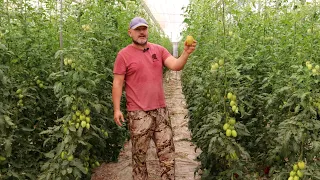 Tomate Pera #Obelix - Agricultor Juan Francisco López | El Ejido