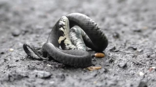 Grass snake (natrix natrix) playing dead