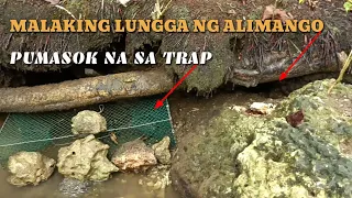 JACKPOT! Grabe malaking alimango pala Ang laman Ng lungga na ito!!