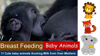 Breast Feeding - Baby Animals