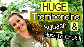 Our HUGE Tromboncino Squash! I’m cooking it up!