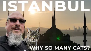 WHY SO MANY CATS? Istanbul, The City of Cats