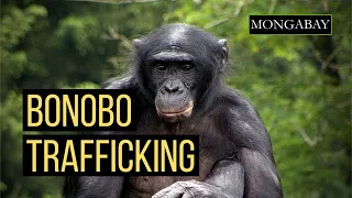 Conservationists discover footage of bonobo wildlife trafficking