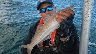 Fishing for the Biggest Sand Whiting I've ever Seen!