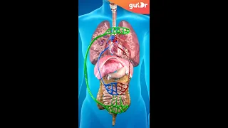 This Is How COVID-19 Can Affect Your Gut | 3D #Shorts