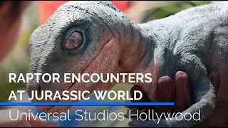 Raptor & Baby Raptor Encounter at Jurassic World | Universal Studios Hollywood