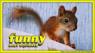 🔴 BABY SQUIRREL PETER and THE MOUSE • RUSSIA • EiCHHÖRNCHEN - белочка