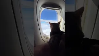8 hours flying with a cat…
