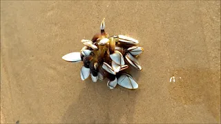 Pelagic gooseneck barnacle Lepas anatifera