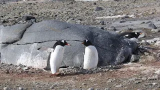 Gentoo penguins in Antarctic - stealing stones for a nest