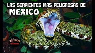LAS SERPIENTES MAS PELIGROSAS DE MEXICO - Las Serpientes mas Venenosas de México.