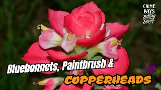Copperheads, Texas Bluebonnets & Paintbrushes