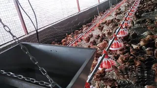 Automated Chicken feeders and drinker