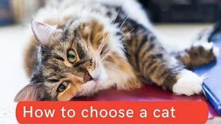 How to choose a cat Updated 2021 || How to choose a cat at the shelter