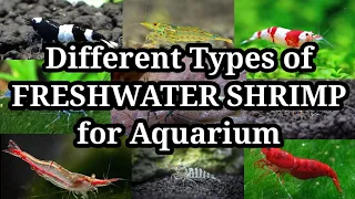 Different Types of Freshwater Shrimp for Aquarium / #15