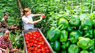 Awesome Greenhouse Bell Pepper Farming - Modern Greenhouse Agriculture Technology in Nepal
