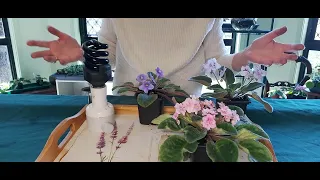 ULTRA-VIOLET LIGHT Update - Experiment on treating African Violet POWDERY MILDEW - DID IT WORK?????