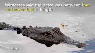 Video: Disney Gator Attack: What we know so far