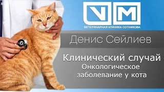 Клинический случай. Онкологическое заболевание у кота.