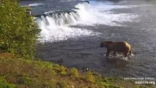 Katmai Brooks Falls Cam. Bear 480, Otis, walks up the at the fish ladder. 09. 29.2023