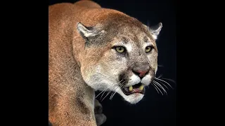 Arcadia Outfitting Record Book Cougar Hunt 2019