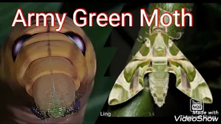 Hawk Moth (Daphnis nerii) Life Cycle