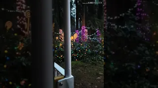 Stanley park bright night train 2020