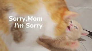 Angry Cat Mom, Beat Kitten with Beats. Super Funny - Day 45 @ Baby Kittens Day 1 to Day 100 Vlogs