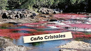 Cano Cristales l The Most Beautiful River