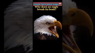 Unusual and intresting facts about Eagle🦅. Fastest speed of eagle🦅. #eagle #viralshorts