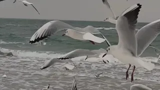 #Ukraine, Odessa /Seagulls and Waves at Morning Beach/ Звуки моря, крики чаек, шум морских волн.