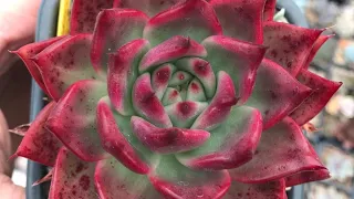 Холодная зимовка кактусов и суккулентов. Обзор погибших Адениумов и бутылочных растений