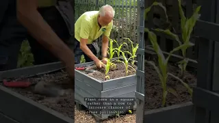A Quick Tip for Planting Corn (for Cross Pollination)