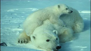 Polar Bear Cubs Annoying Mom