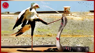 45 Moments When A Secretary Bird Kicks A King Cobra To Death In Revenge | Animal Fight