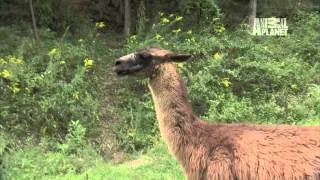 Call of the Wildman: Mama Llama Spits in Turtleman's Eye