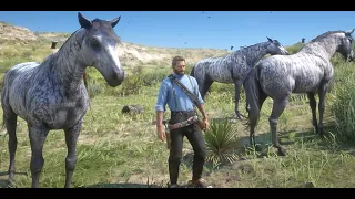 RDR2- Brindle Thoroughbred in Early Chapter2 and Tons of them