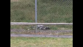 Summertime Wolfdog Howl