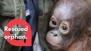 Baby orangutan who was torn from his mother's arms after she was shot  has been freed | SWNS