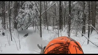 NY Late Muzzle Loader Deer Tracking Public Land Hunting Deer Down!