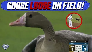 Goose Gets Loose On Field During Dodgers-Padres NLDS, Gets Close to Cody Bellinger, Breakdown
