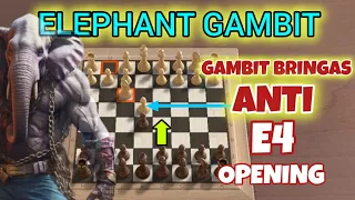 Gambit Hitam super agresif | Cukup 4 langkah memenangkan permainan