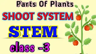 Parts of plants-SHOOT (Stem) Class 3