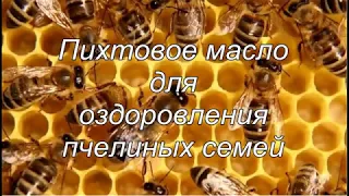 Пихтовое масло для пчелиных семей