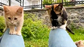 Funny kittens play happily🐱in a park in Istanbul.