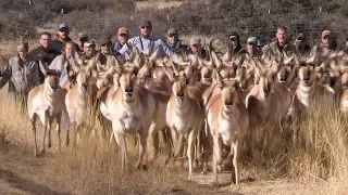 A New Home for Prescott Valley Pronghorn