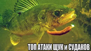 Рыбалка🎣 Топ САМЫЕ ЗРЕЛИЩНЫЕ АТАКИ Больших Гигантских ЩУК , Судаков на приманки🐟 Подводная съёмка