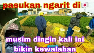 ngarit hourensou di musim dingin badan bisa beku tak berdaya || pertanian jepang #agriculture